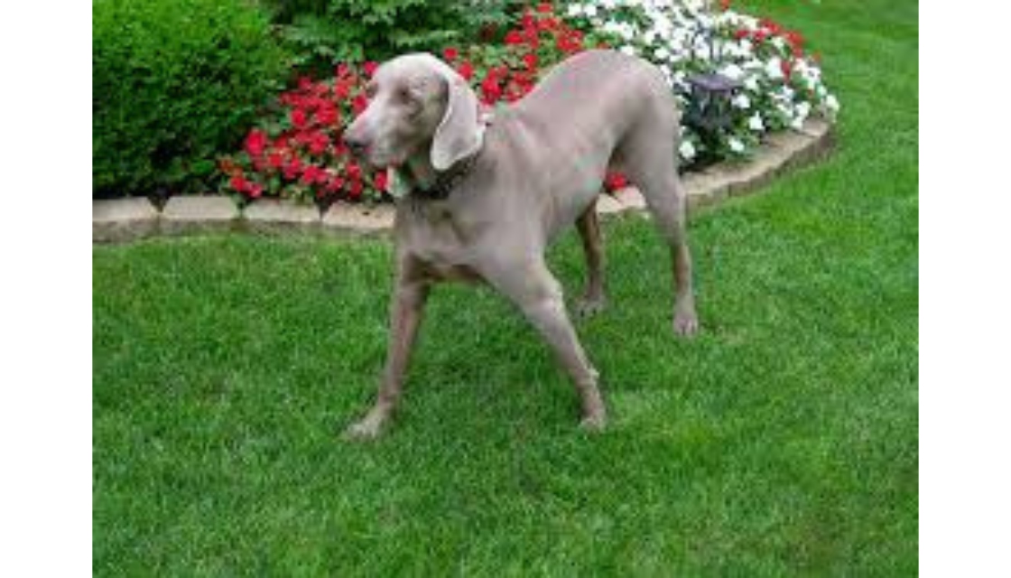 سگ وایمارانر