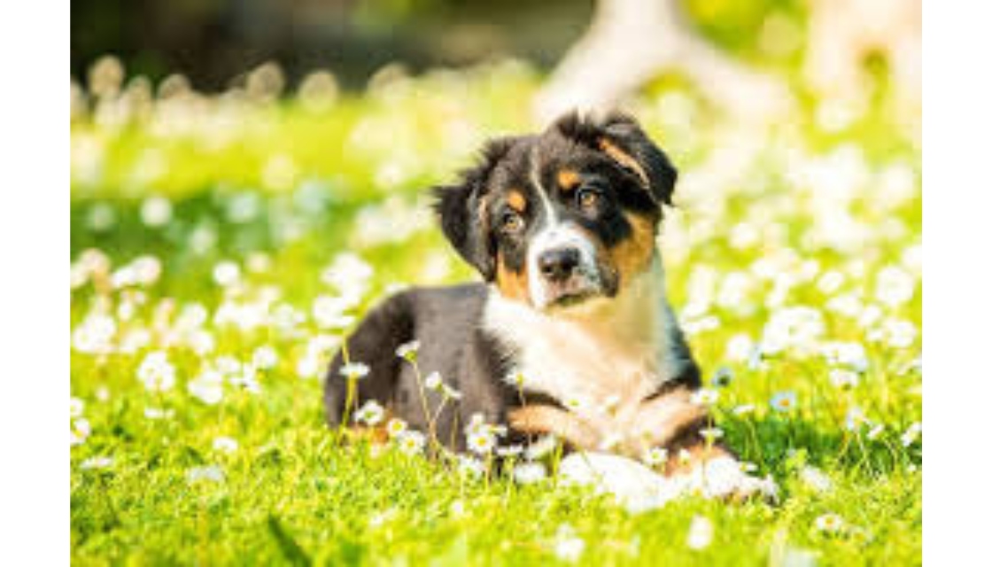 سگ استرالین شپرد