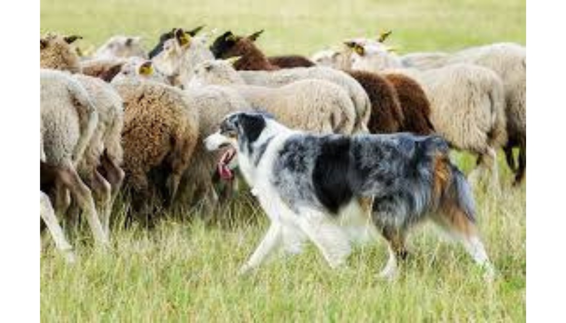 سگ بوردرکولی