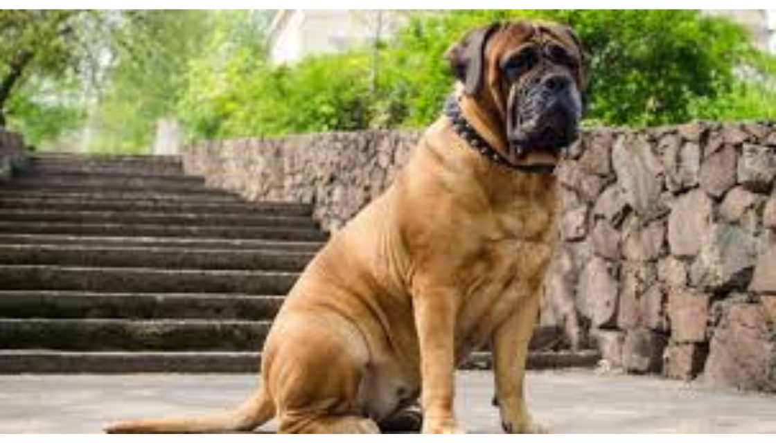 سگ بول ماستیف