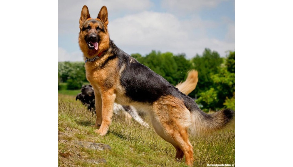 سگ جرمن شپرد