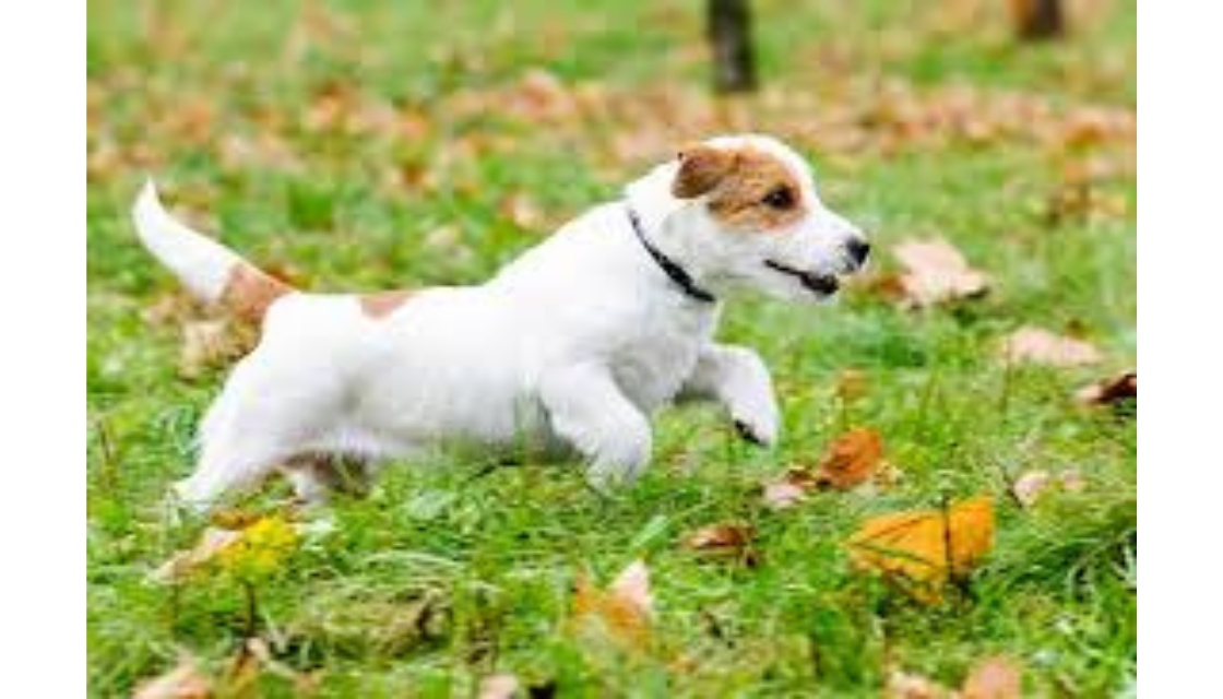 سگ جک راسل تریر