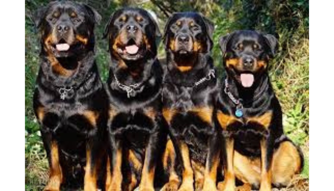 سگ روتوایلر