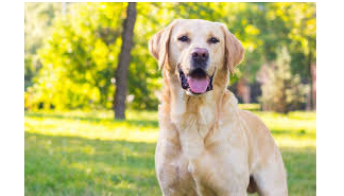 سگ لابرادور ریتریور