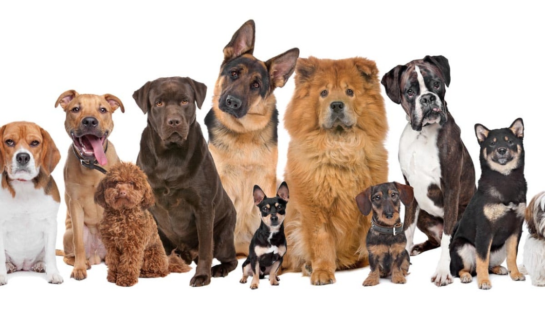 سگ های خانگی