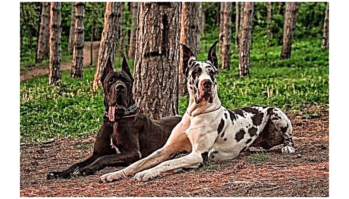 سگ های بزرگ و زیبا