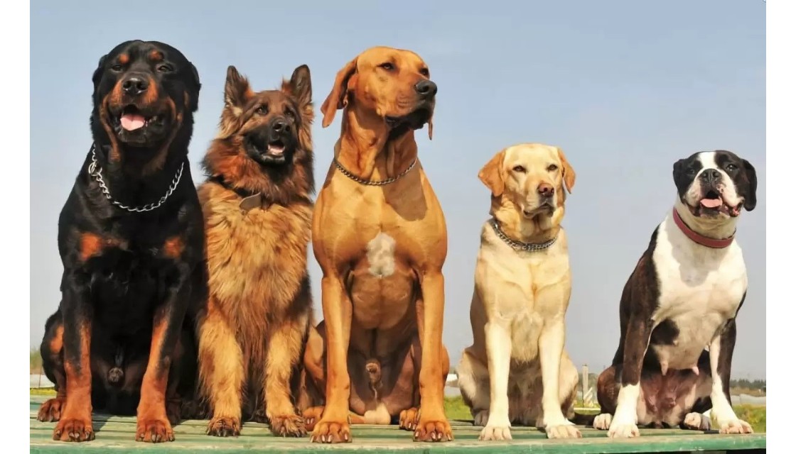 سگ های نگهبان