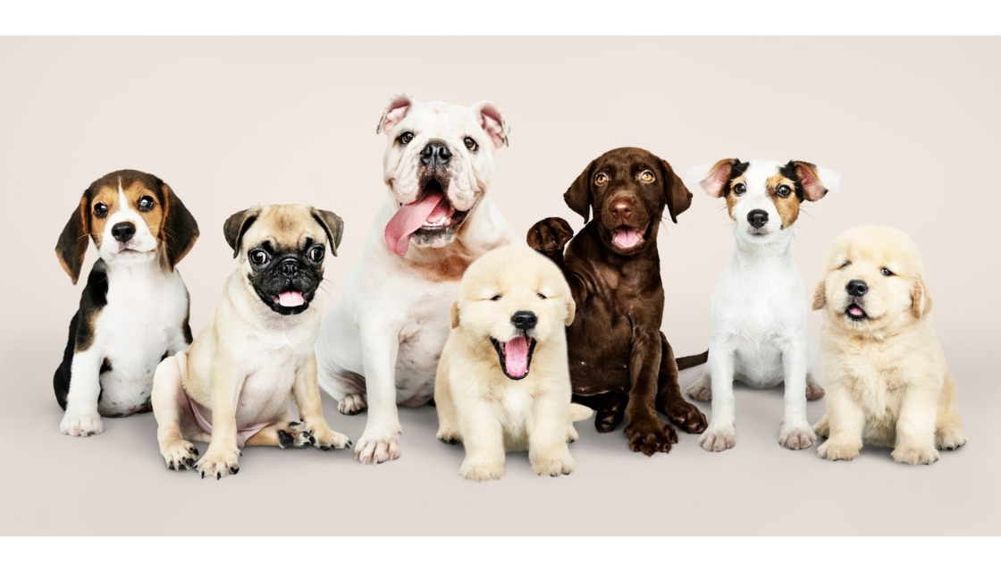 سگ های همراه و مهربان