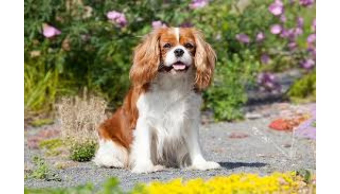 کاوالیر کینگ چارلز اسپانیل