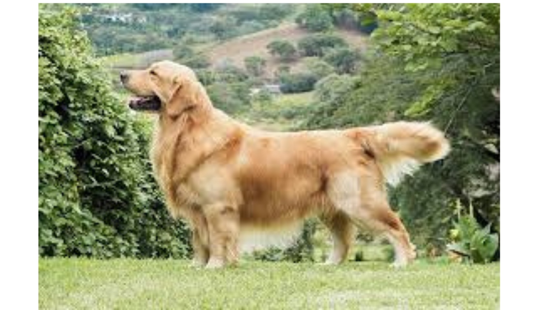 گلدن ریتریور